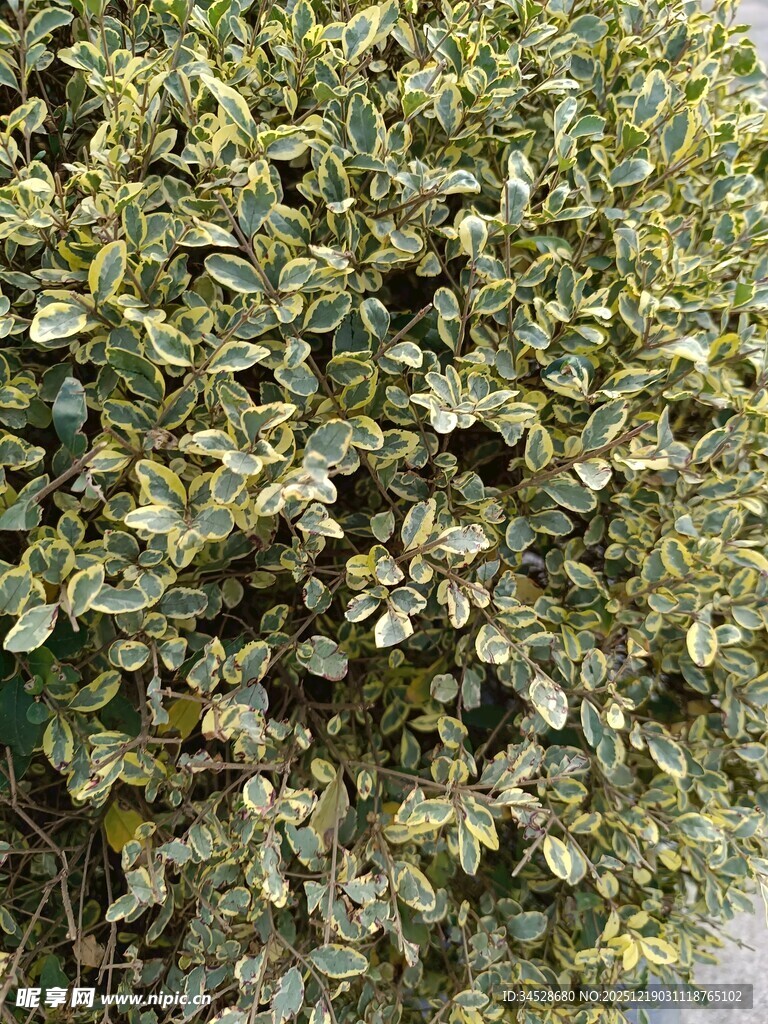 绿叶繁茂的植物景观