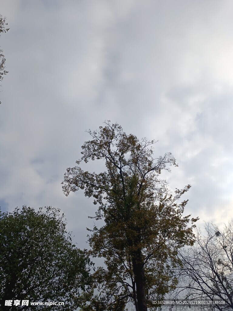 阴天中的树木景观