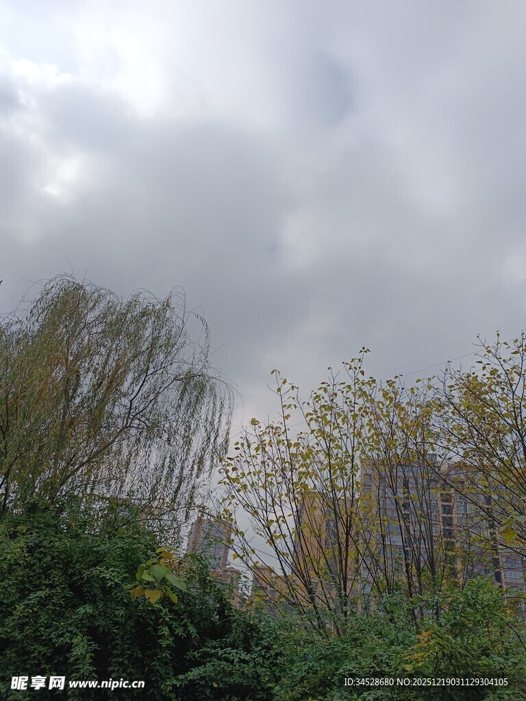 阴天下的葱郁树木景观