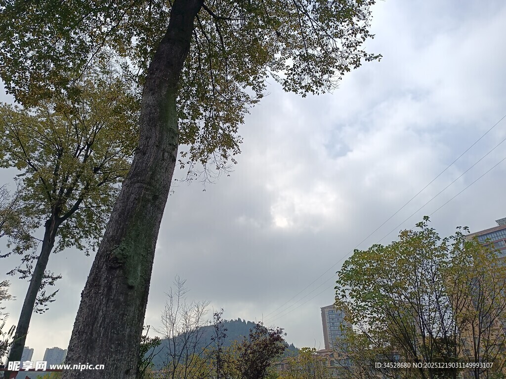 城市中的树木与天空景致