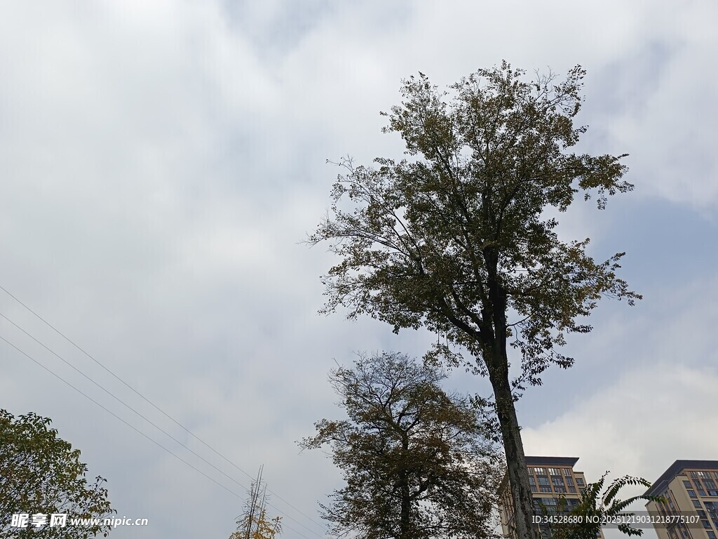 天空下的挺拔树木