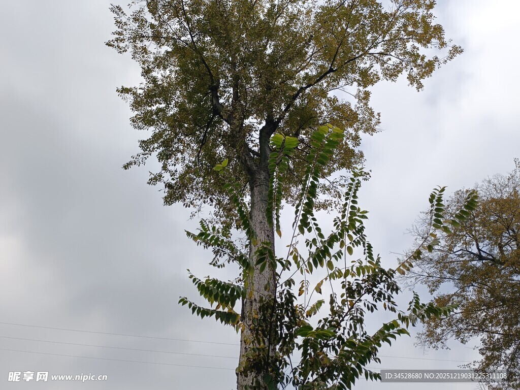高耸入云的挺拔树木