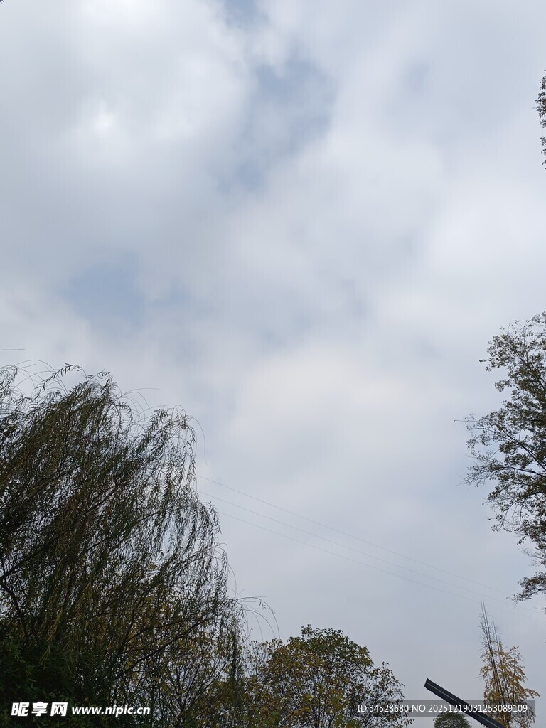 蓝天白云下的树木景致