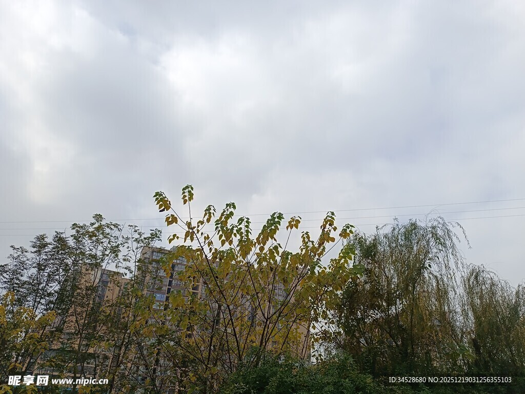 天空下的繁茂绿植