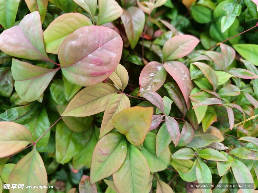 多彩叶片植物特写