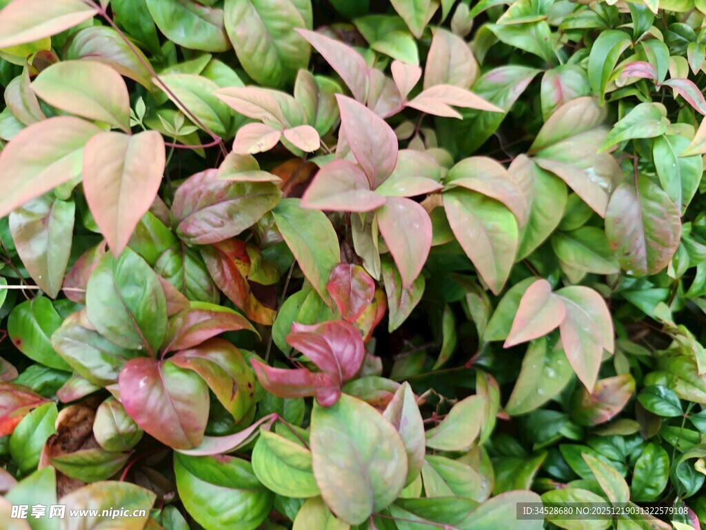 多彩叶片的繁茂植物