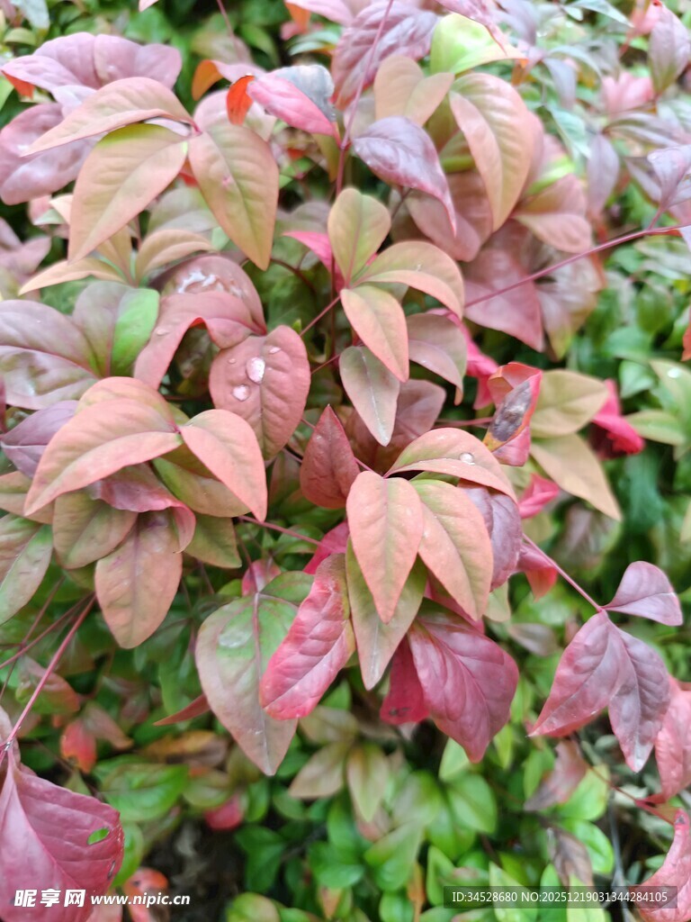 多彩斑斓的红叶植物