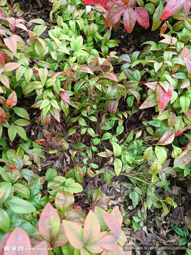 多彩叶片植物景观