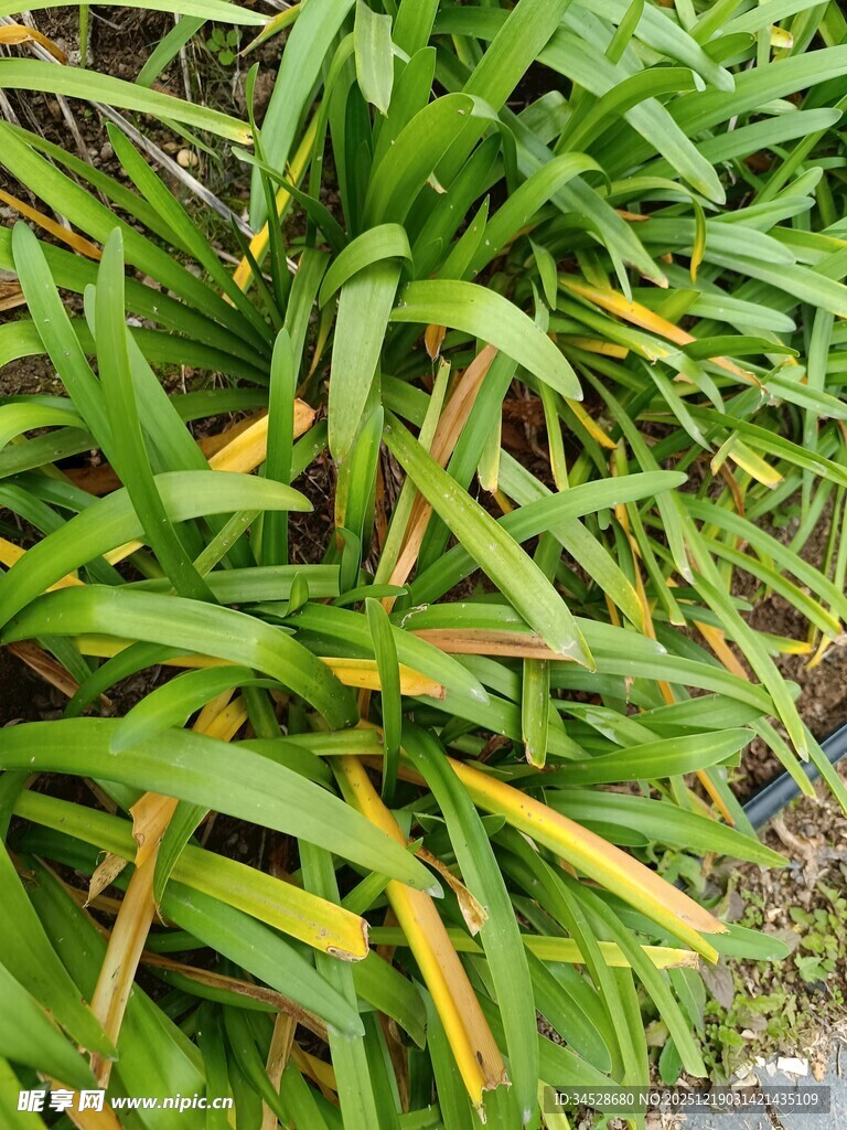 翠绿植物带黄色叶片特写