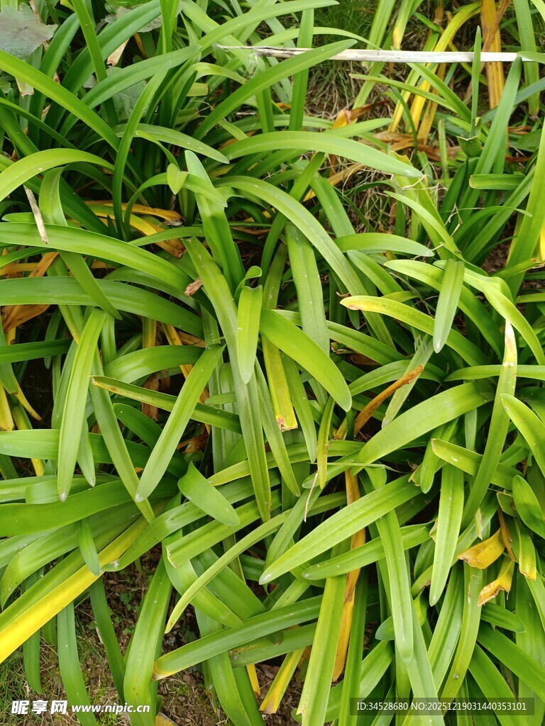 翠绿狭长叶片的植物
