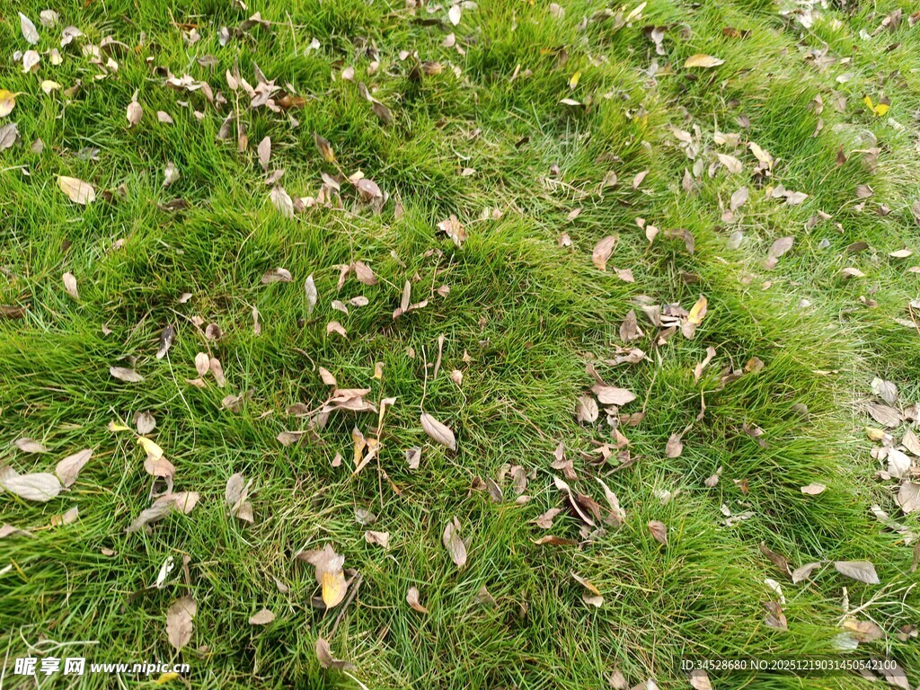 翠绿草地散落枯黄树叶