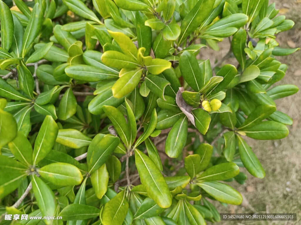 翠绿繁茂的绿叶植物