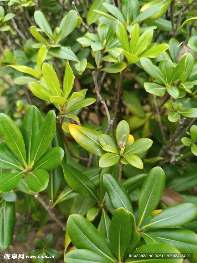 绿叶繁茂的灌木丛