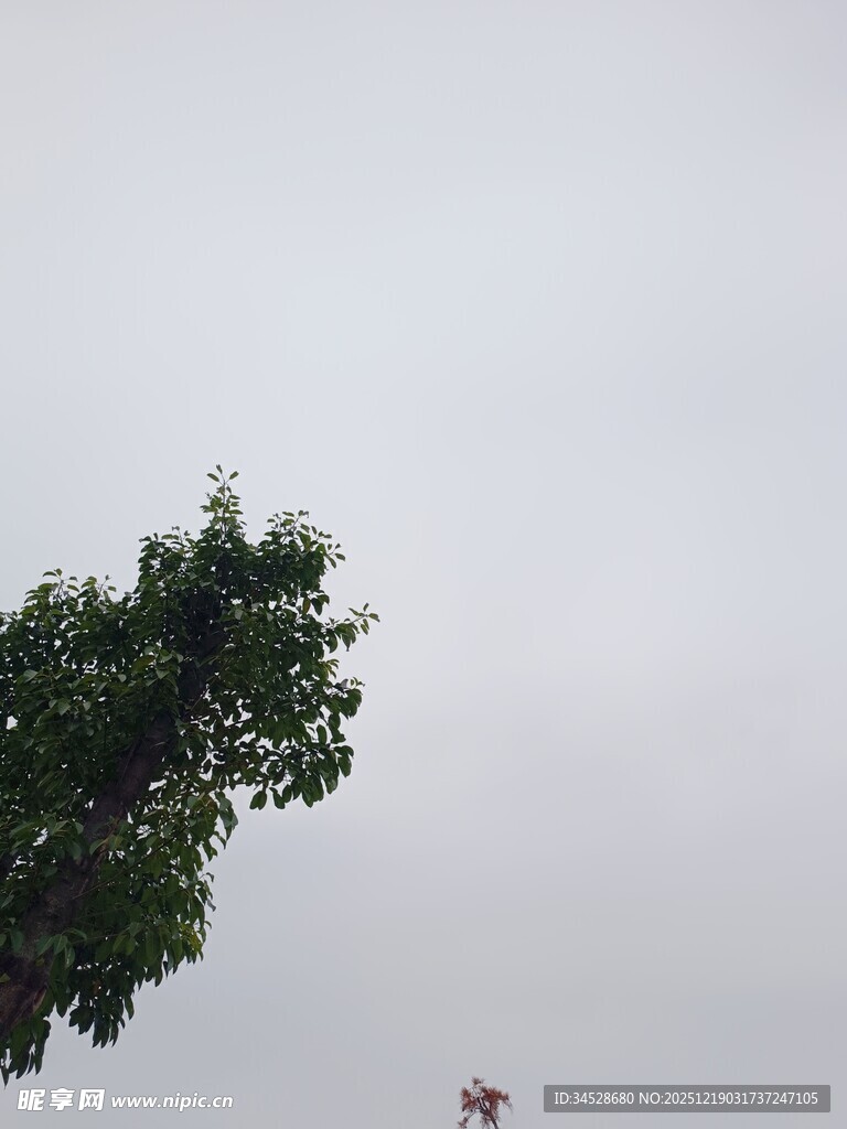 仰视绿树与朦胧天空