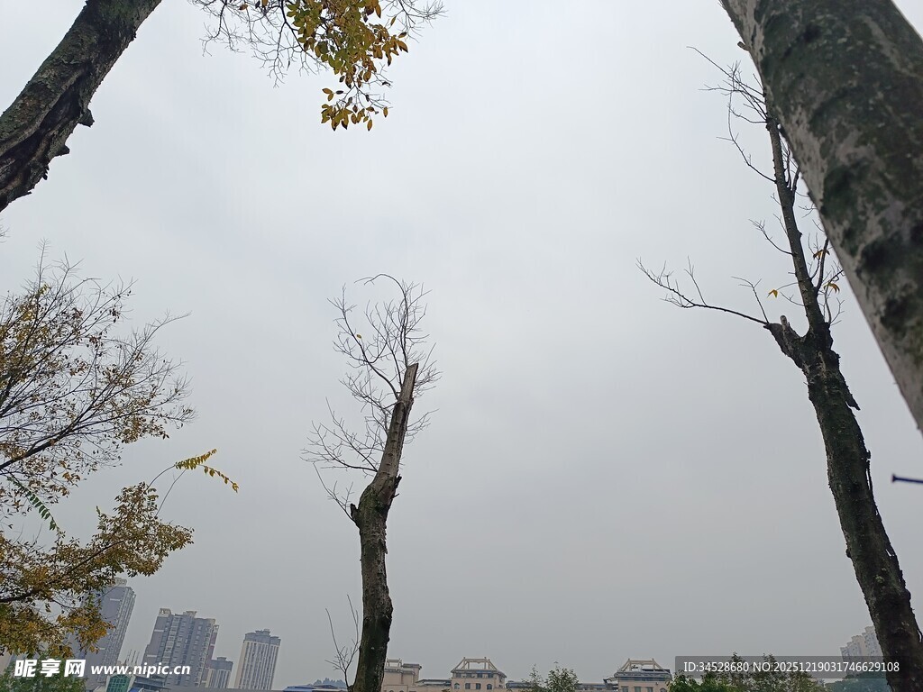 城市中萧瑟枯树景象
