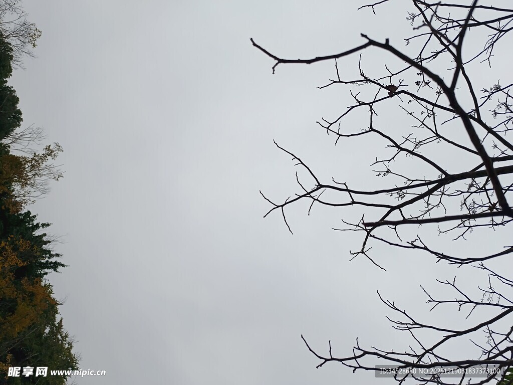 冬日枯树枝干景象