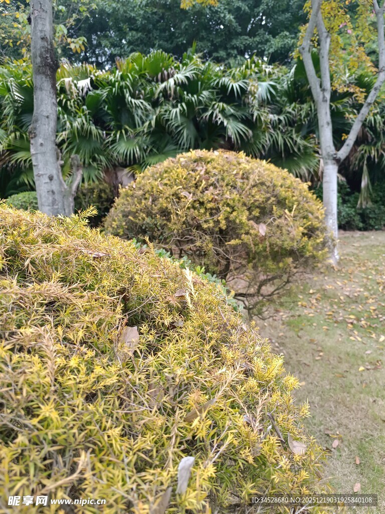 秋日园林中的灌木景观