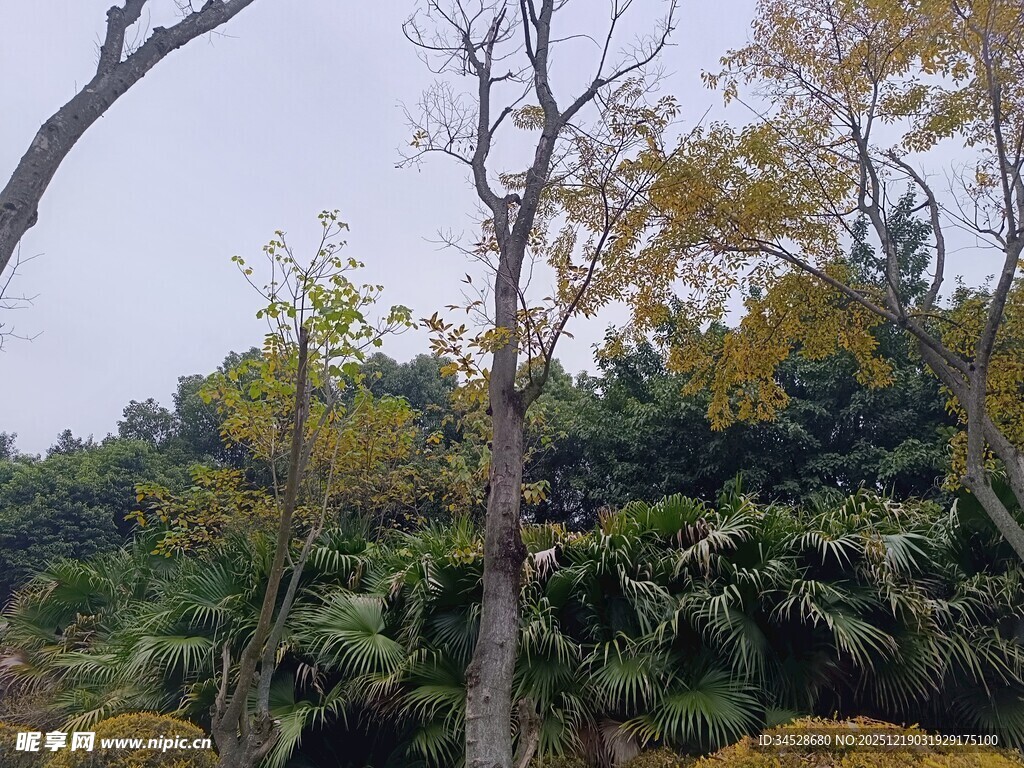 秋日山林中的多彩树木
