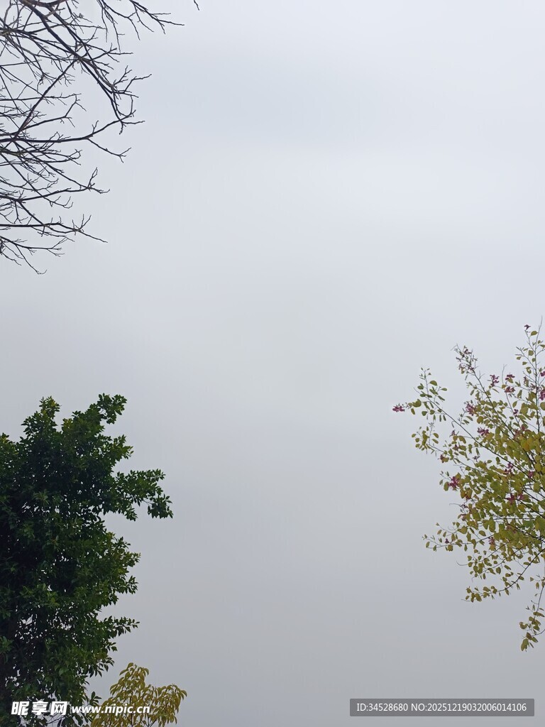 阴天中的树梢与天空