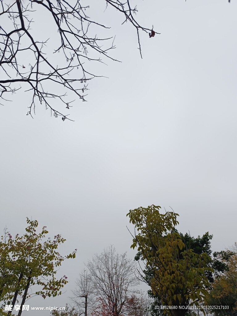 秋日树梢与灰白天空