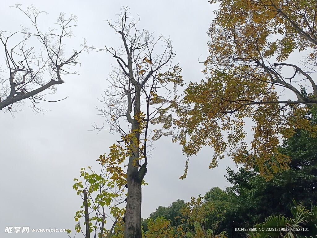枯树与绿叶的自然景象