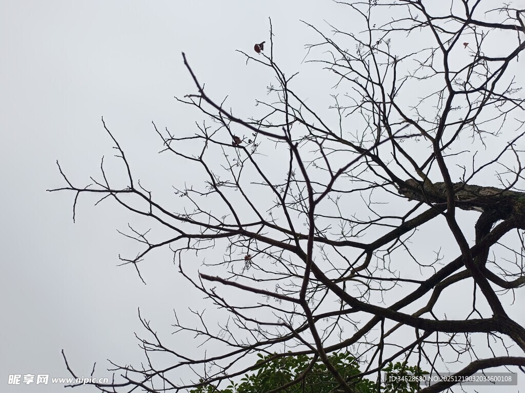 冬日枯树枝干景象