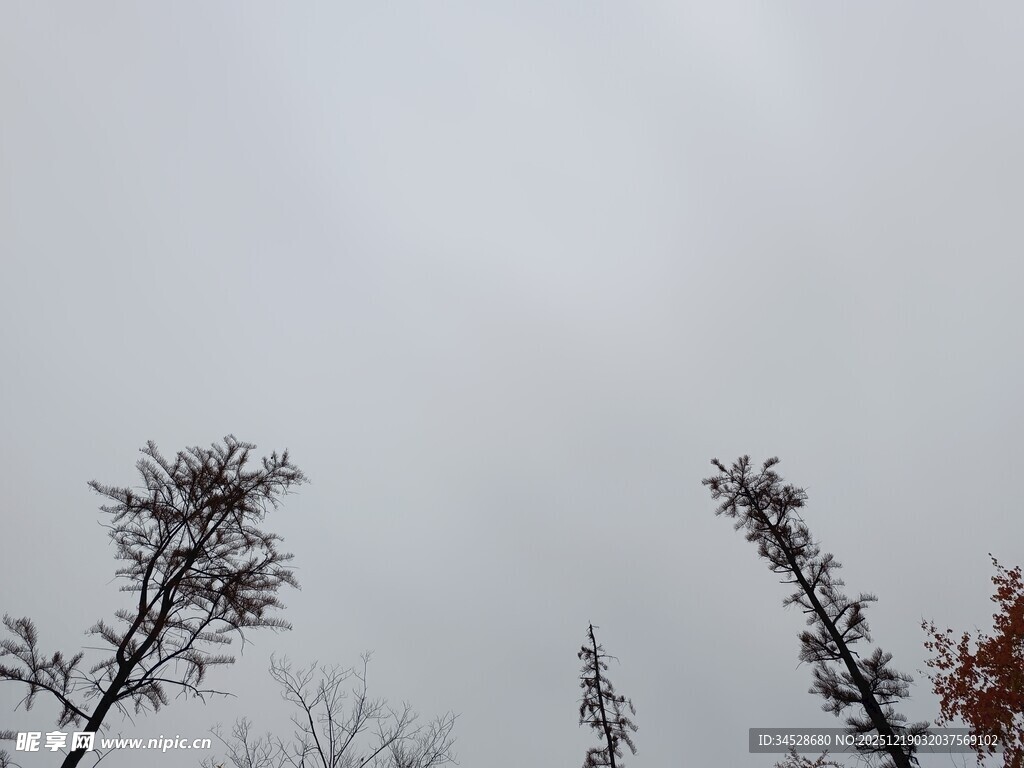 阴天中的树木枝干