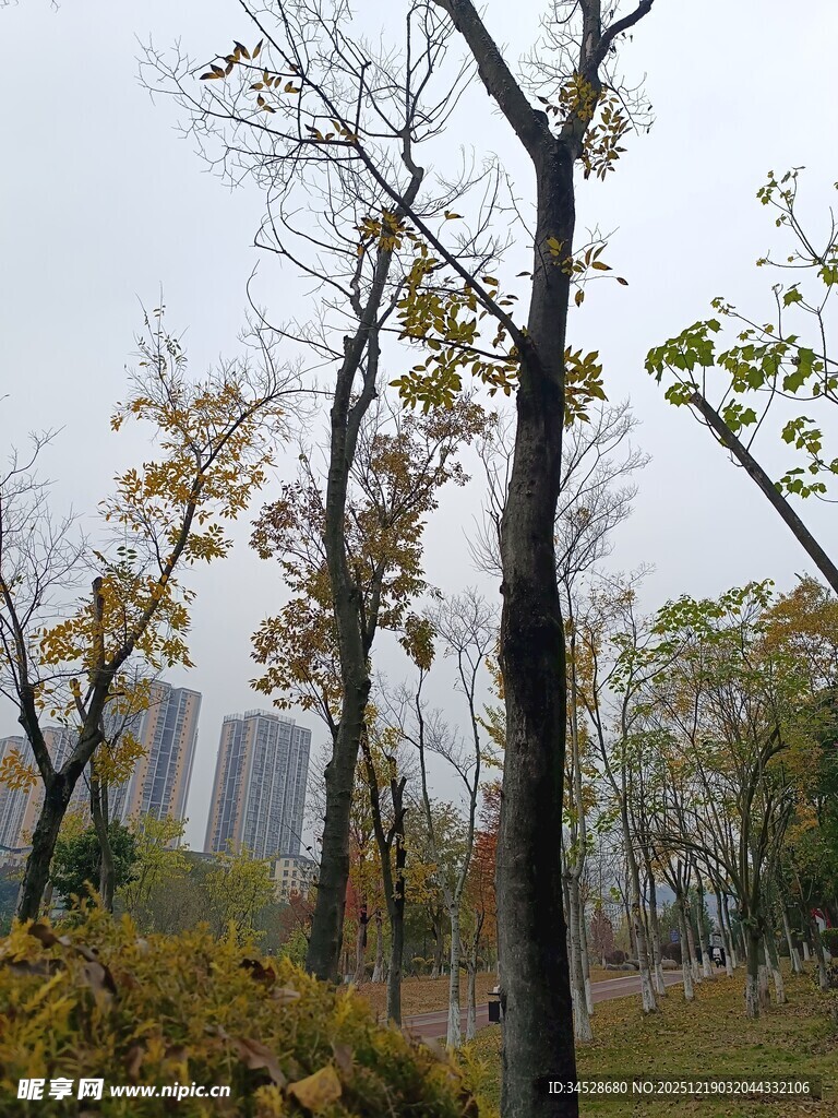 秋日城郊树木景致