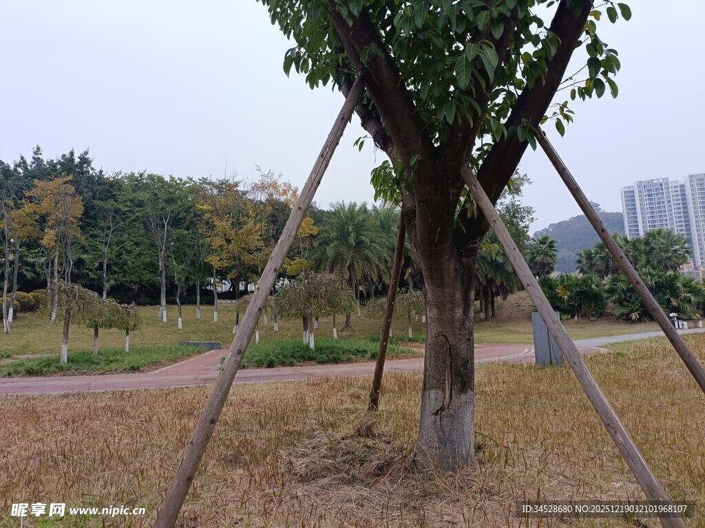 新植树木于户外支撑场景