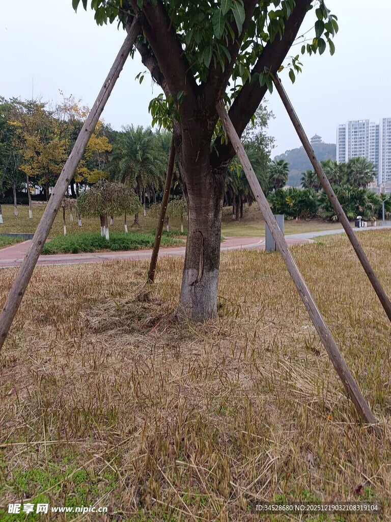 新植树木的支撑保护场景