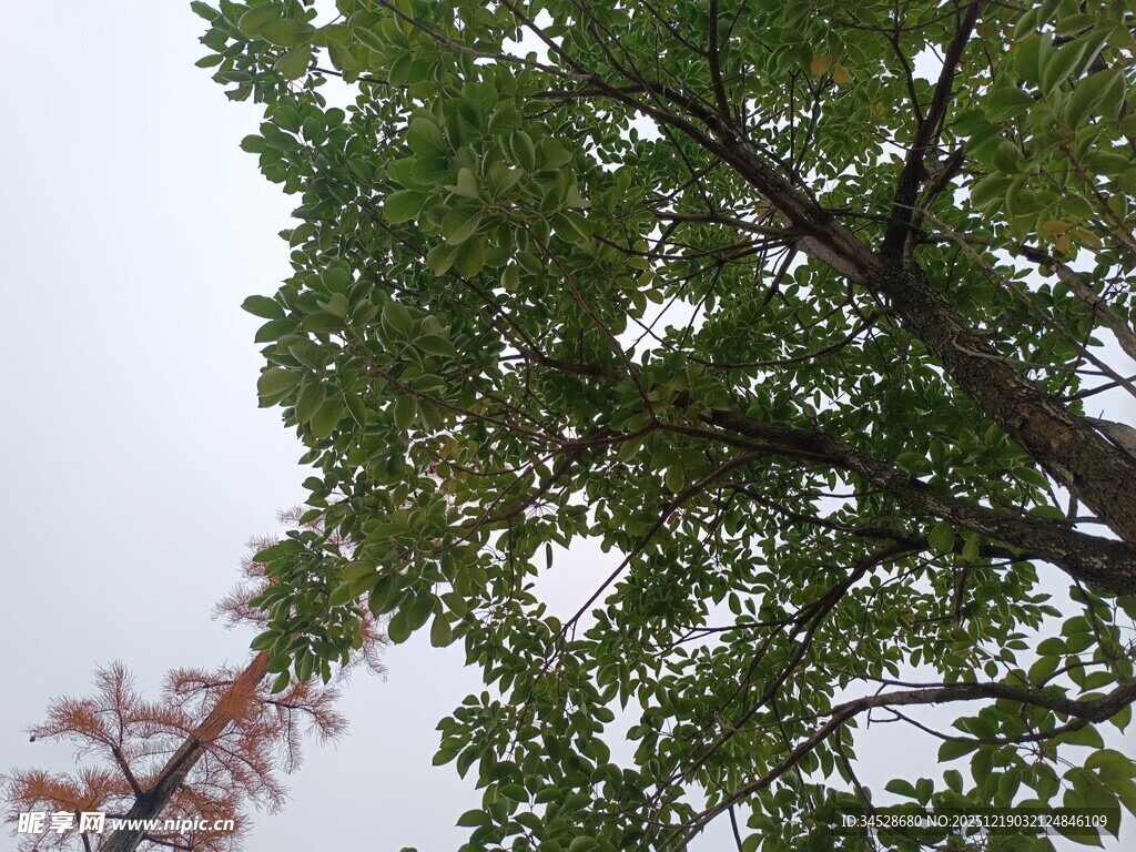 绿叶繁茂的树木景象