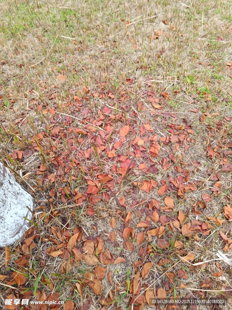 地面上的缤纷落叶