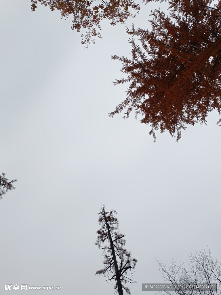 仰视冬日树木景象