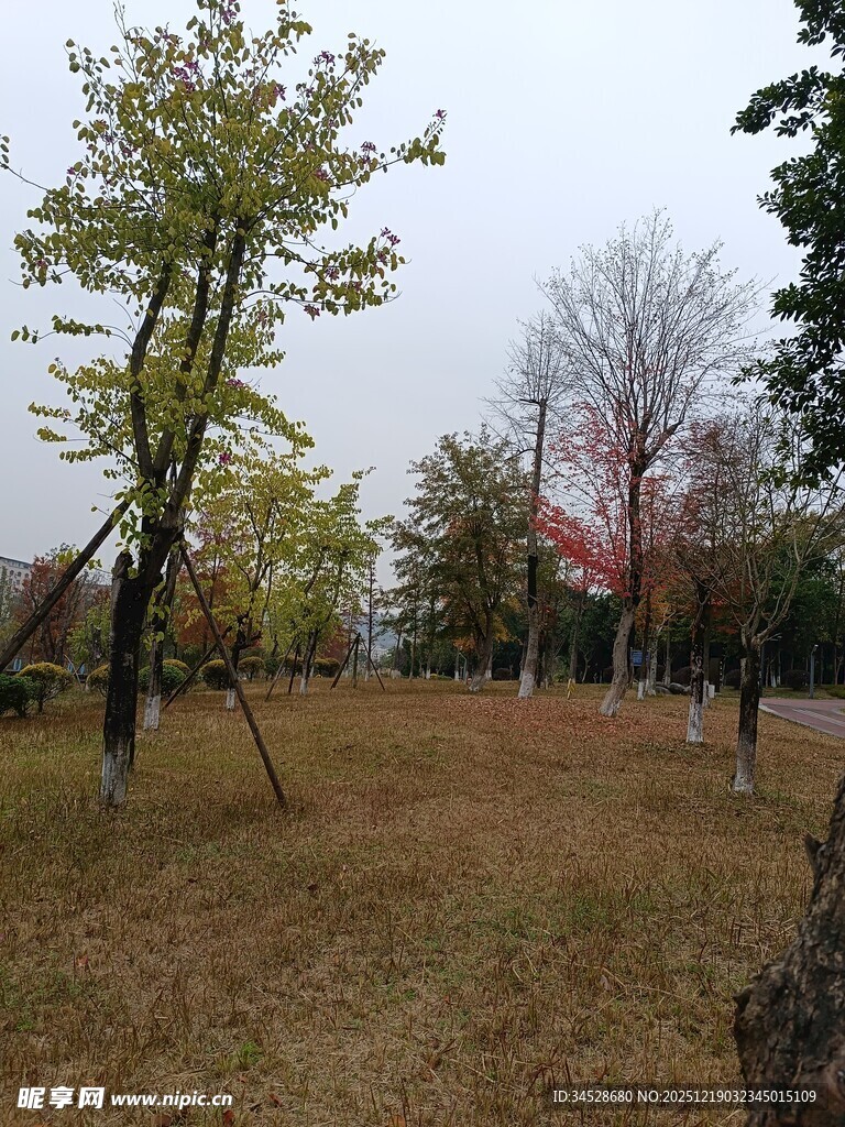 秋日郊野树林景象