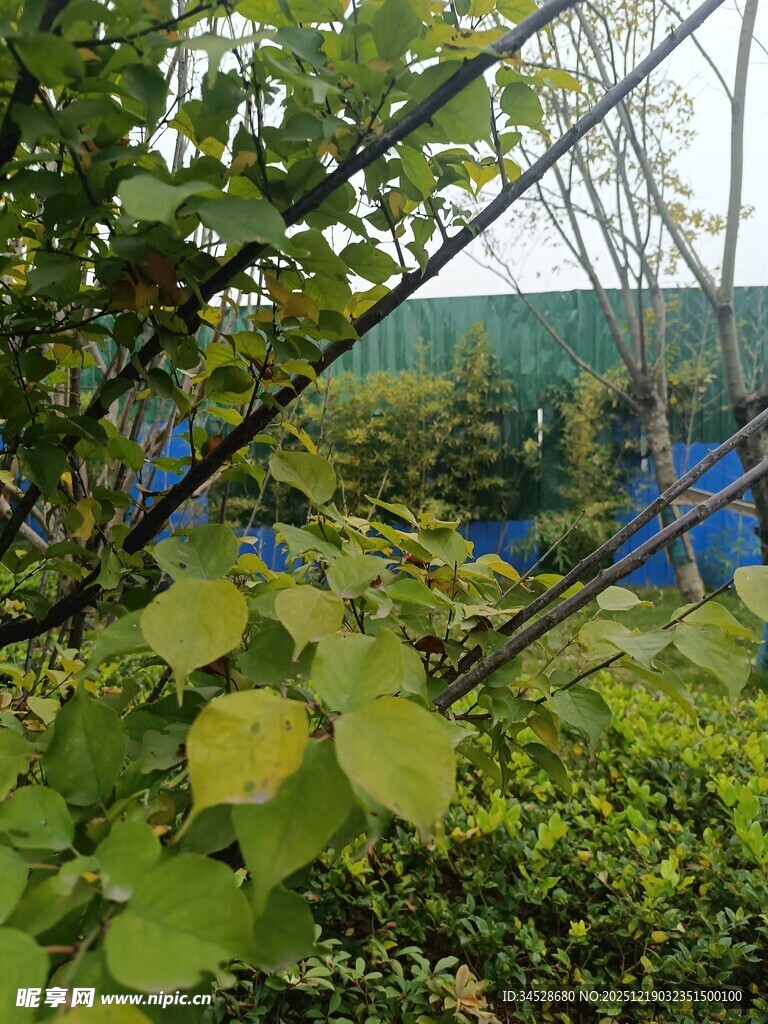 绿叶繁茂的自然景象