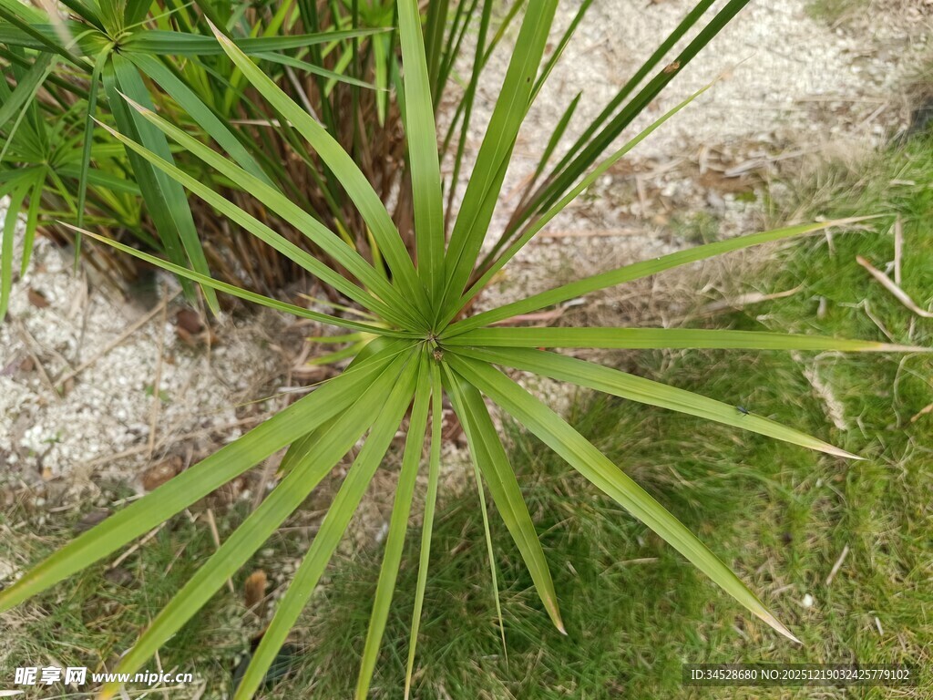 绿色伞状植物特写