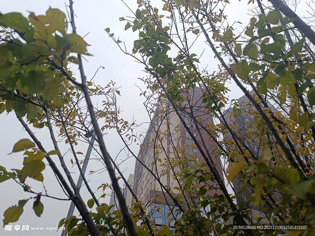 秋日林间高楼景象