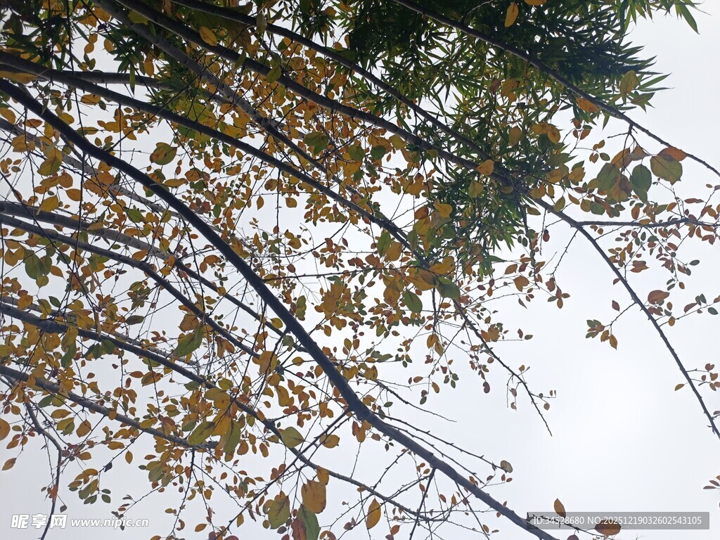 秋日树枝上的金黄树叶