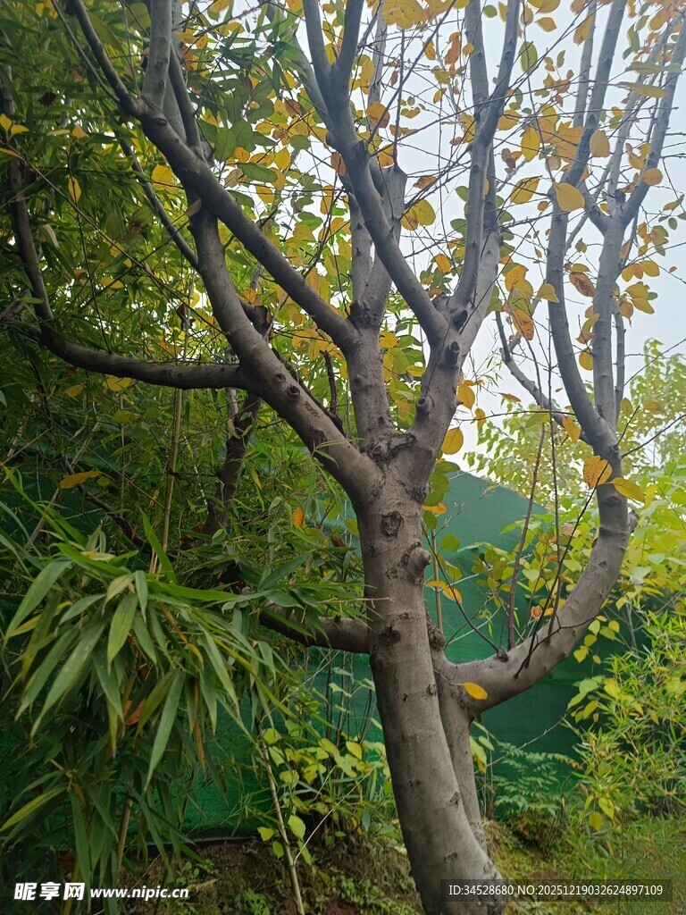 弯曲树干的绿植景观