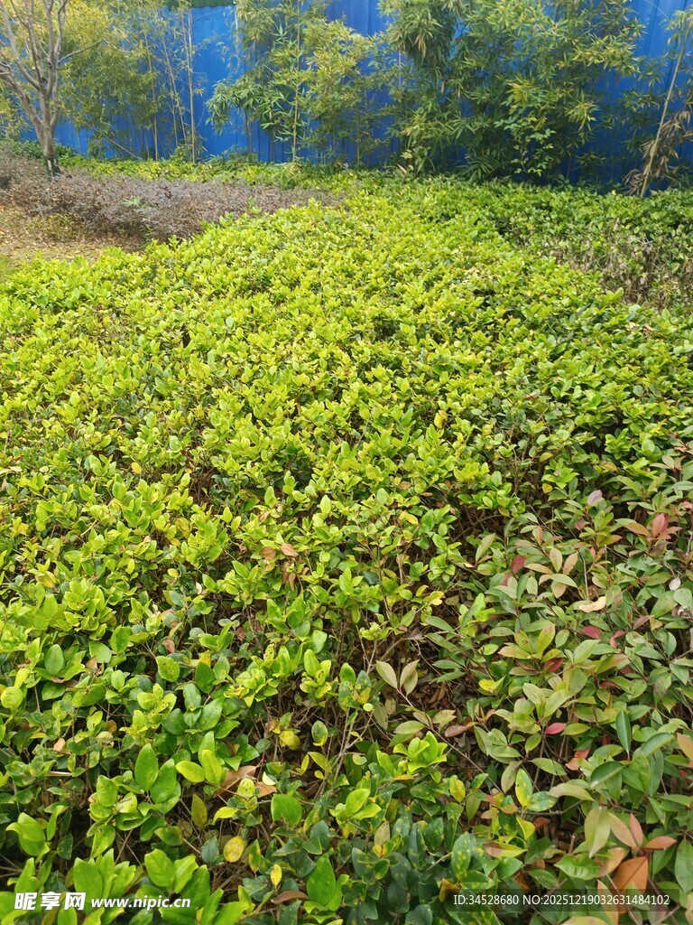 绿意盎然的田野风光