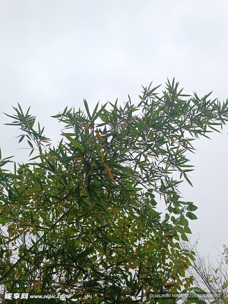 绿叶繁茂的树木