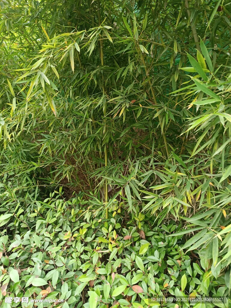 翠绿竹林与繁茂地被植物