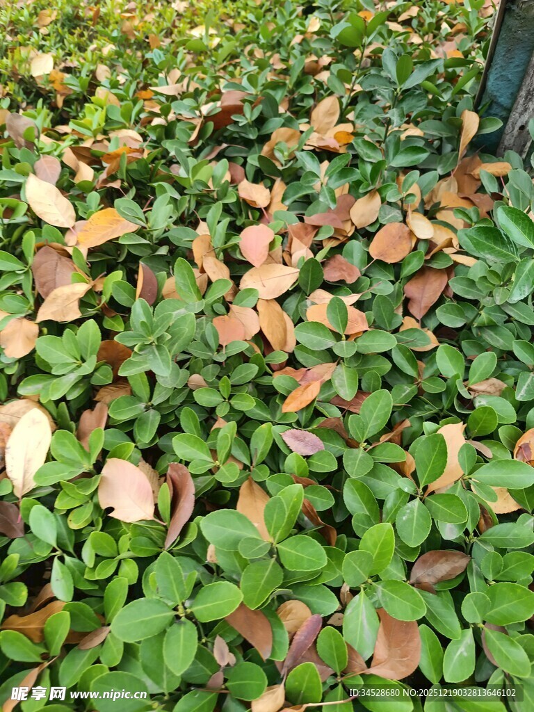 秋日落叶与绿植景观