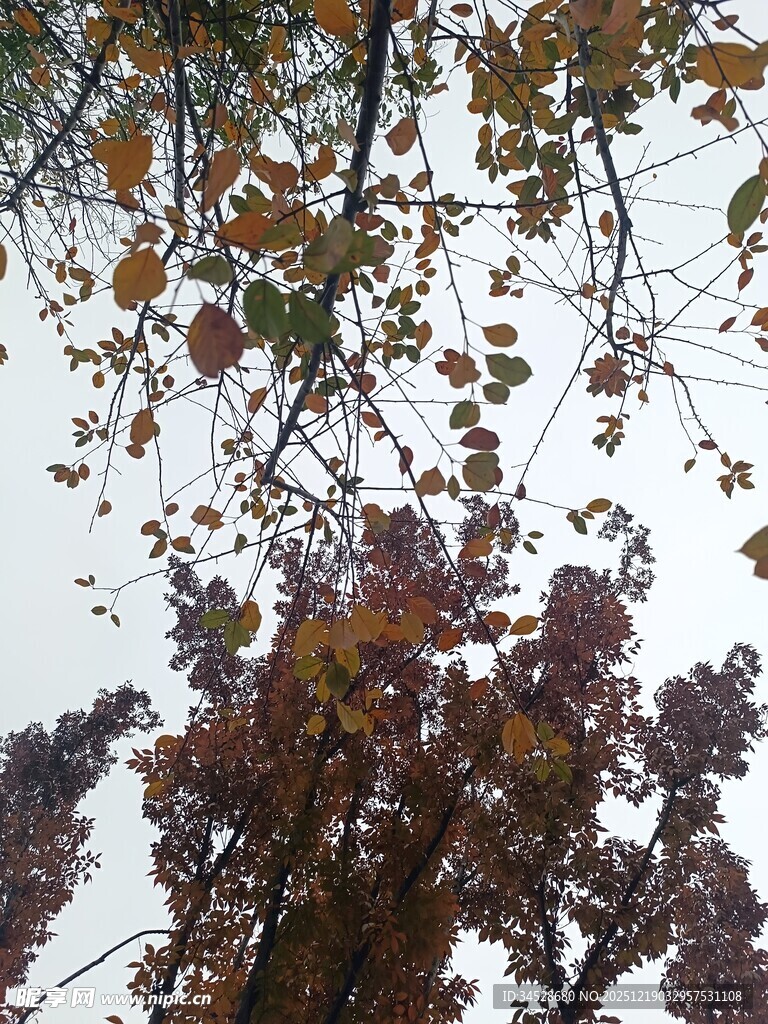 秋日树梢斑斓树叶