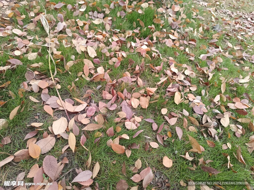 草地散落的多彩秋叶