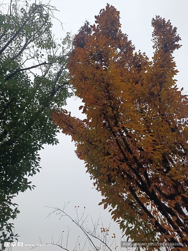 秋日银杏与绿树相映