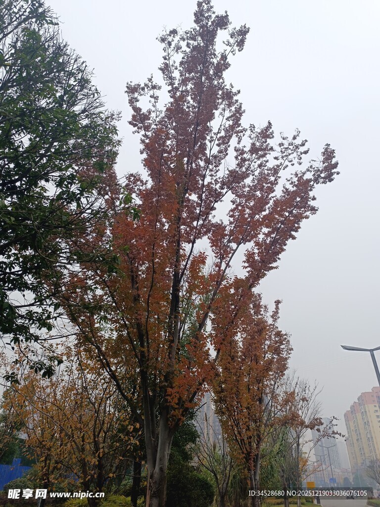 秋日街头红枫叶景