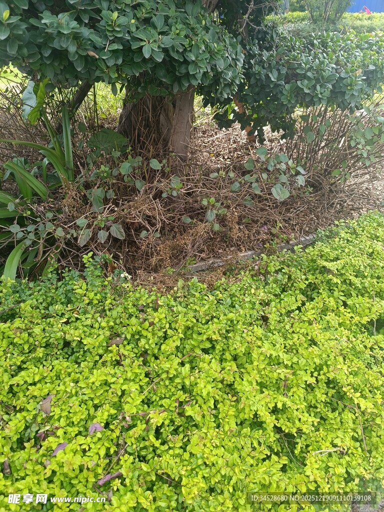 翠绿蔓生植物环绕树木