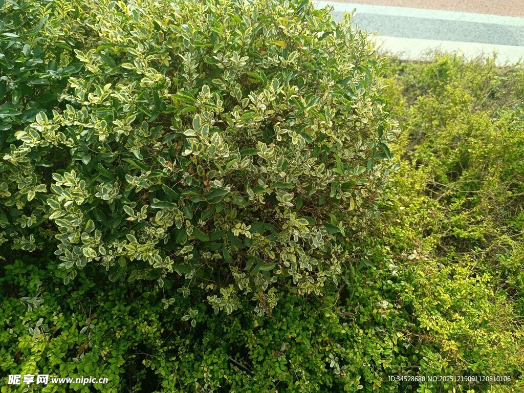 绿意盎然的灌木丛景观