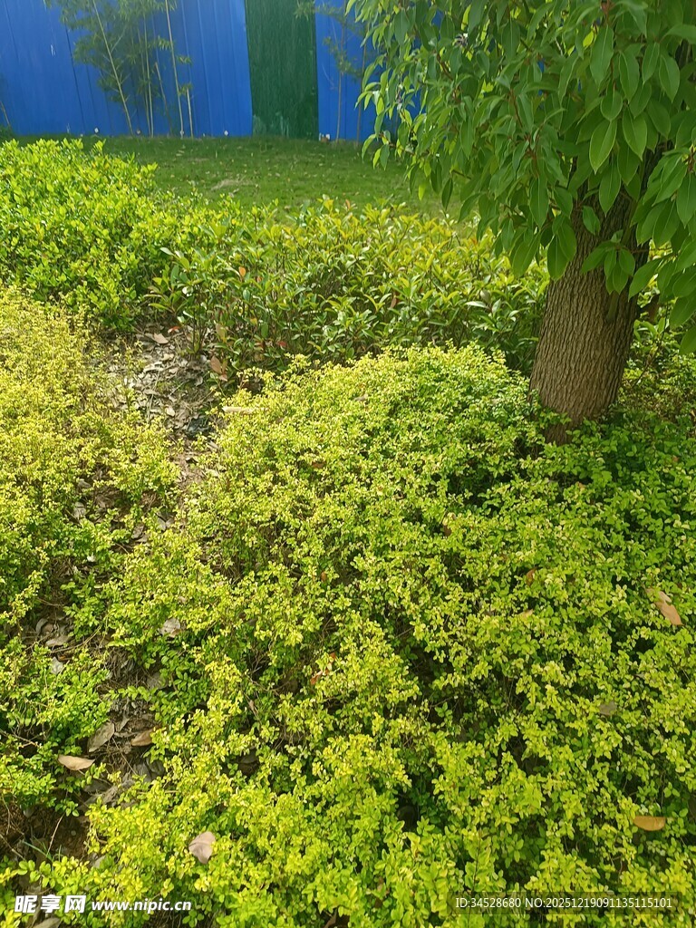 绿意盎然的园林植物景观